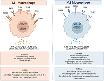 Pathogenesis of giant cell arteritis with focus on cellular populations